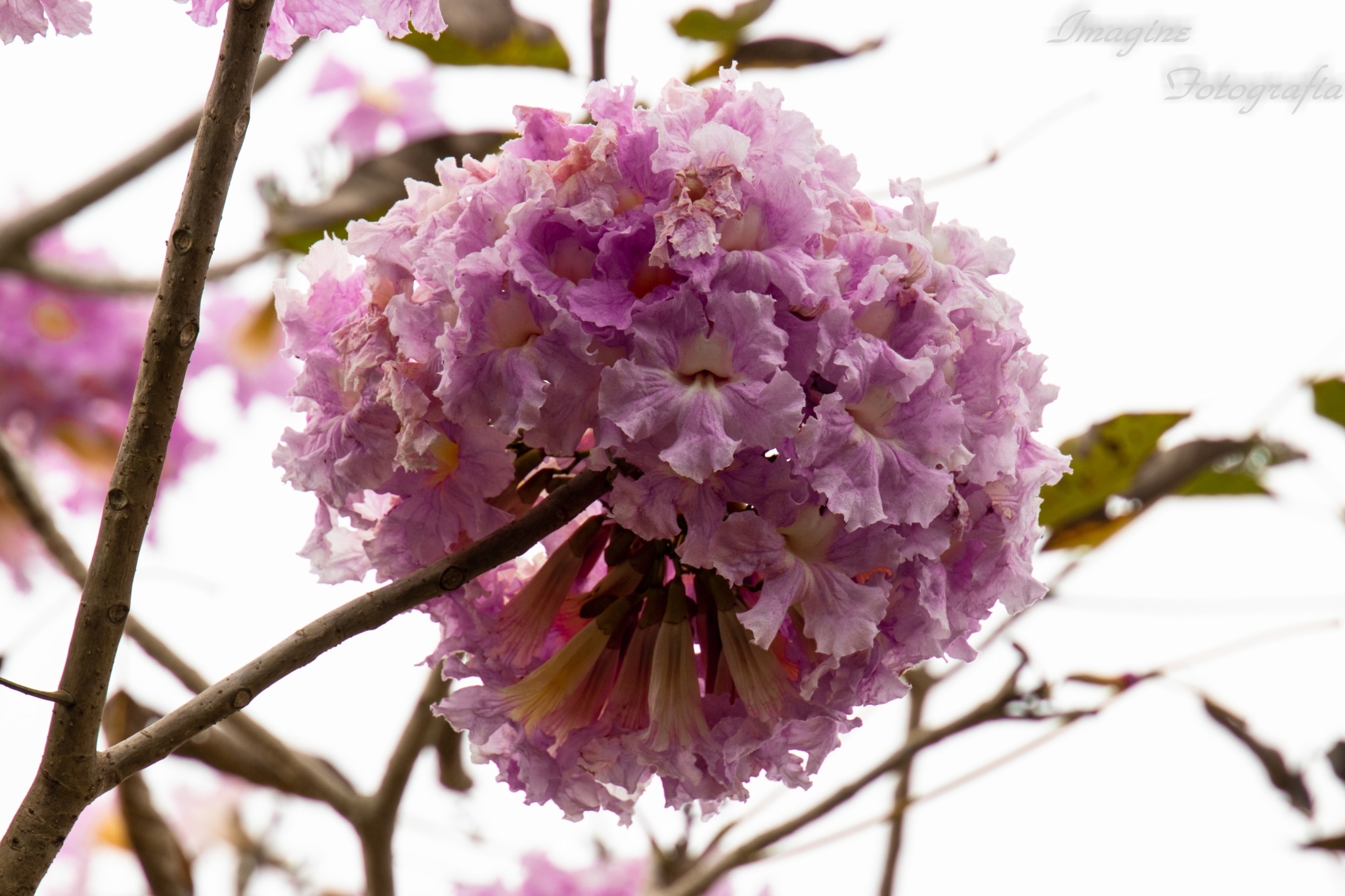 Tabebuia rosea  